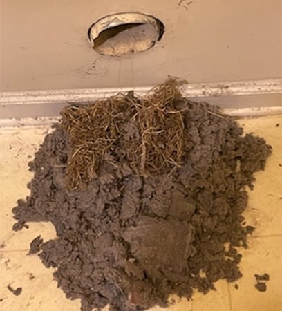 Bird nest removal from vent Fairfax County VA