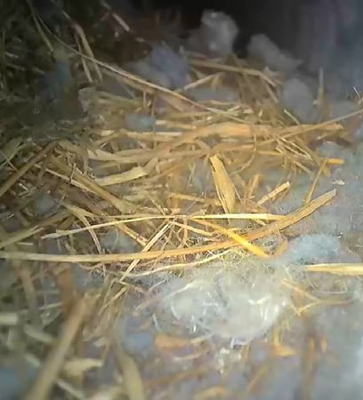 Bird nest removal from vent Fairfax VA