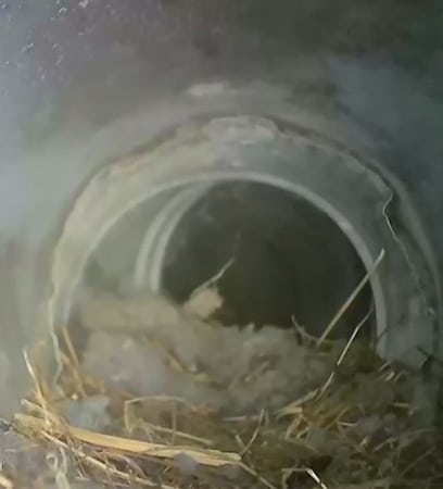 Bird nest in vent Fairfax County VA