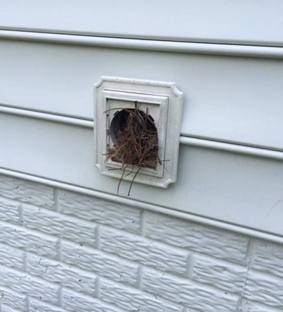 Bird nest in vent Fairfax VA